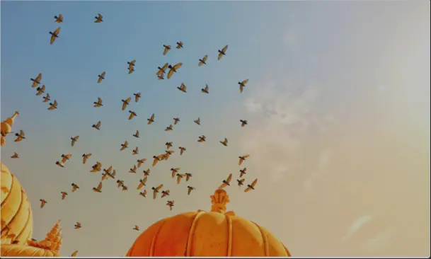 Image of a flock of birds